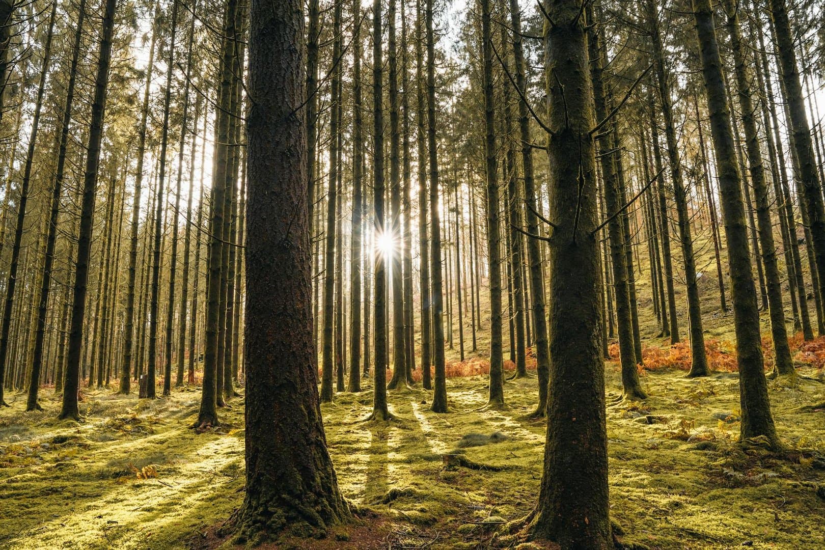 Mindful Escapes: How Nature Enhances Mental Wellbeing in the Belgian Ardennes